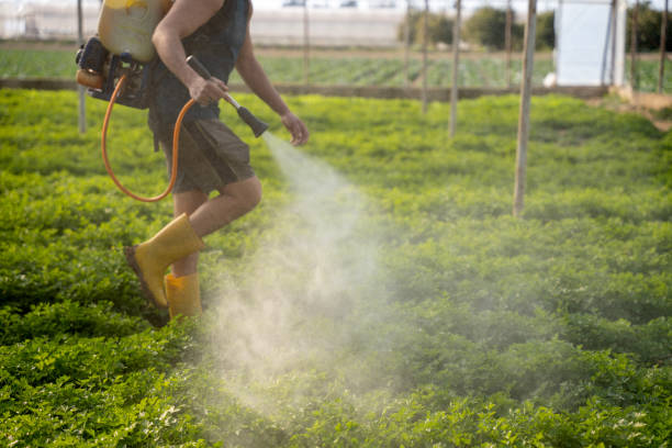 Wasp Removal Services in Aberdeen, MD