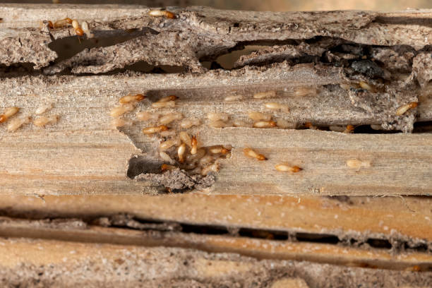 Best Termite Control Services  in Aberdeen, MD